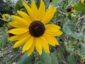 Good Life Center - 2