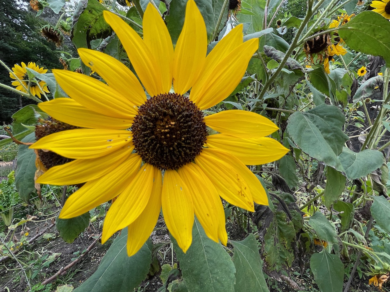 Good Life Center - 2