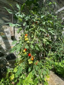 Good Life Center - 47